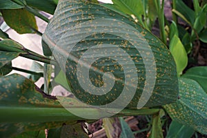 Plant disease causes by fungi on flower plant leaves `canna flower`