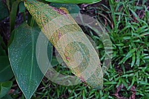 Plant disease causes by fungi on flower plant leaves `canna flower`