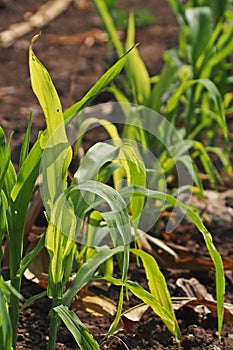 Plant disease, corn downy mildew disease