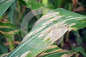 Plant disease, corn leaf blight from fungus