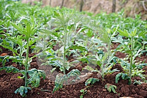 plant disease, disease symptom on chrysanthemum lea from fungus