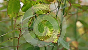 Plant disease, downy mildew disease symptom on rose`s leaf