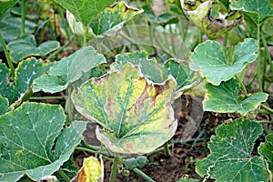 Plant disease, downy mildew on pumpkin