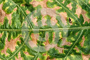 Plant disease, Macro shot of brown spot on eggplant leaf, Burnt leaf from heat scorching, Natural leaf pattern