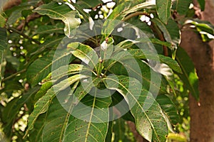 Plant disease, mango leaves disease, anthracnose photo