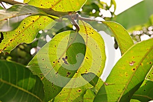 Plant disease, mango leaves disease photo