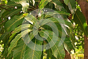 Plant disease, mango leaves disease