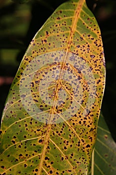 Plant disease, mango leaves disease