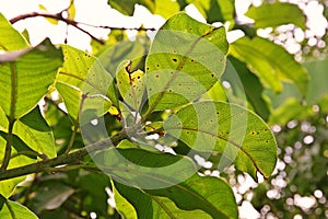 Plant disease, mango leaves disease