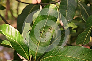 Plant disease, mango leaves disease