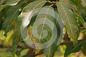 Plant disease, mango leaves disease photo