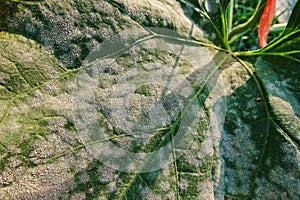 Planta enfermedad moho sobre el sandía hojas 