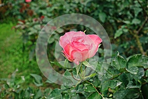 Plant disease, powdery mildew on roses leaves