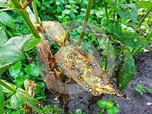 Plant disease, rust leaves