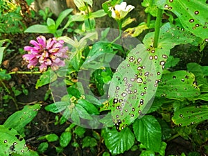 Plant disease, spot disease in plant.