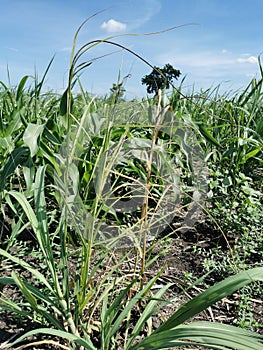 plant disease, sugarcane smut symptom