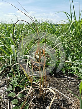 plant disease, sugarcane smut symptom