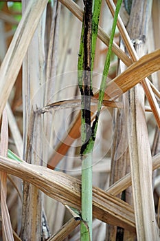 plant disease symptom on sugarcane, sugarcane smut disease
