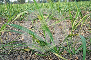 plant disease symptom on sugarcane, sugarcane smut disease photo