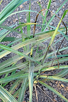 plant disease symptom on sugarcane, sugarcane smut disease photo