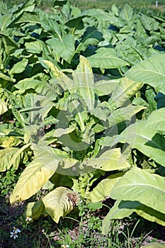 plant disease symptom on tobacco leaf causes damage on both yield quality and quantity