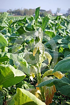 plant disease symptom on tobacco leaf causes damage on both yield quality and quantity