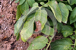 Plant disease symtomp on potato leaf from fungi