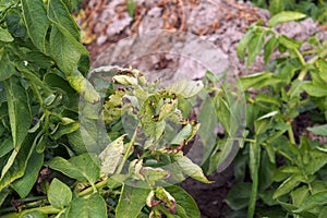 Plant disease symtomp on potato leaf from fungi