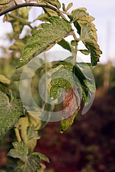 Plant disease, tomato late blight disease