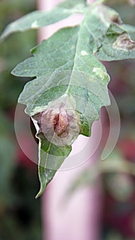 Plant disease, tomato late blight symptom on leaf