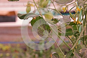 Plant disease on tomato leaves