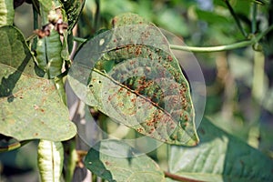plant disease on yard long bean leaf from fungi