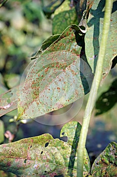 plant disease on yard long bean leaf from fungi