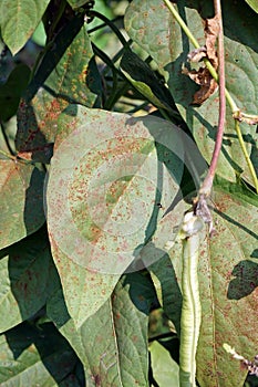 plant disease on yard long bean leaf from fungi