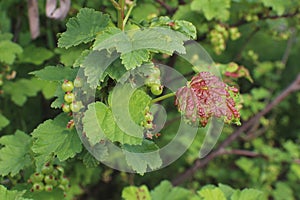 Plant diseases. Black currant disease.