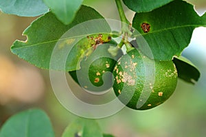 Plant diseases, Citrus canker