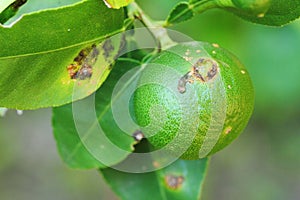 Plant diseases, Citrus canker photo