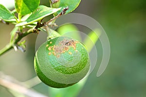 Plant diseases, Citrus canker photo
