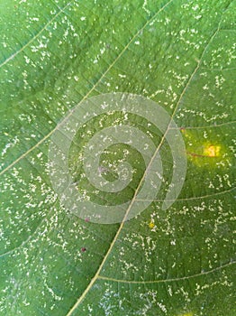 Plant diseases and damage on Iraqi fig leaf