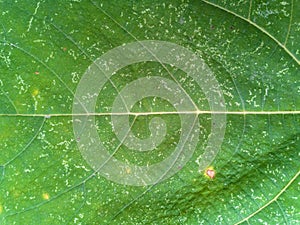 Plant diseases and damage on Iraqi fig leaf