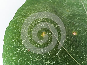 Plant diseases and damage on Iraqi fig leaf