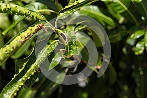 Plant diseases and damage. Mango leaf