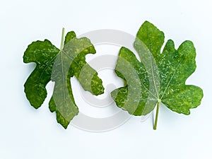 Plant diseases and damage on White Genoa fig leaf