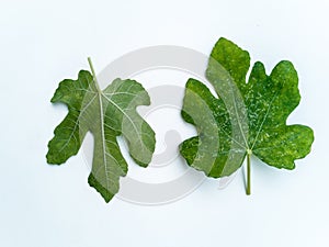 Plant diseases and damage on White Genoa fig leaf