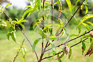 Plant diseases. Fungal disease on peach leaves, curled leaves