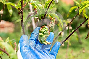 Plant diseases. A gardener examines curled peach leaves. Fungal disease - curliness