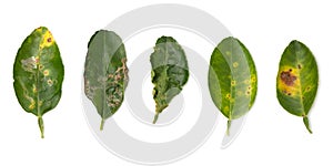 Plant diseases ,Lime leaf damage from leaf miner,Citrus canker and Thrips isolated on white background