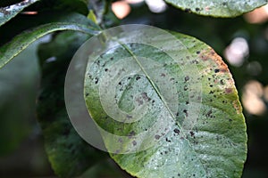 Plant diseases, mealybug