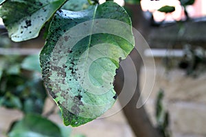 Plant diseases, mealybug