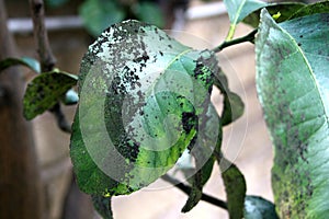 Plant diseases, mealybug